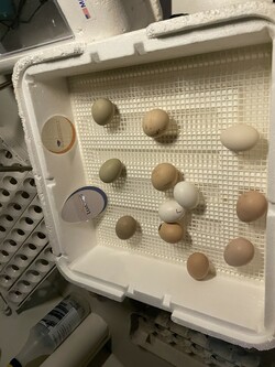 eggs in a incubator waiting to hatch
